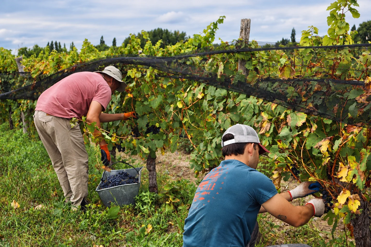 Personas cosechando uvas manualmente en el viñedo